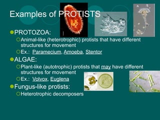 Examples of PROTISTS

PROTOZOA:
  Animal-like (heterotrophic) protists that have different
   structures for movement
  Ex.: Paramecium, Amoeba, Stentor
ALGAE:
  Plant-like (autotrophic) protists that may have different
   structures for movement
  Ex.: Volvox, Euglena
Fungus-like protists:
  Heterotrophic decomposers
 