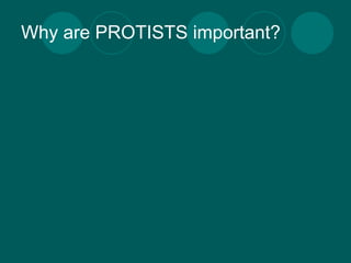Why are PROTISTS important?
 