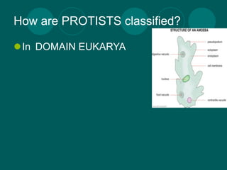 How are PROTISTS classified?

In DOMAIN EUKARYA
 