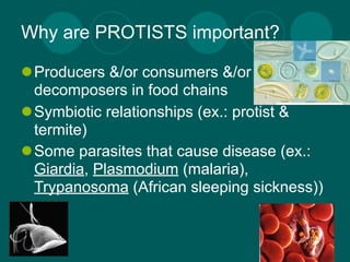 Why are PROTISTS important?

Producers &/or consumers &/or
 decomposers in food chains
Symbiotic relationships (ex.: protist &
 termite)
Some parasites that cause disease (ex.:
 Giardia, Plasmodium (malaria),
 Trypanosoma (African sleeping sickness))
 