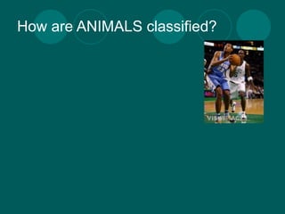 How are ANIMALS classified?
 