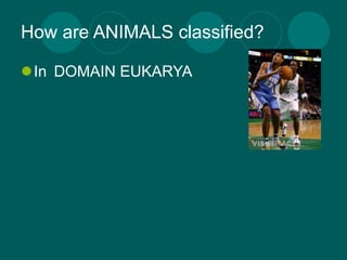 How are ANIMALS classified?

In DOMAIN EUKARYA
 