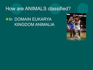 How are ANIMALS classified?

In DOMAIN EUKARYA
    KINGDOM ANIMALIA
 