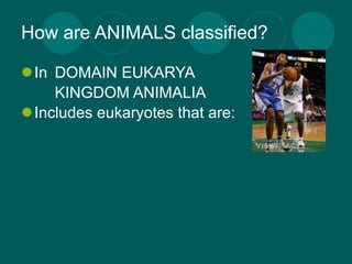 How are ANIMALS classified?

In DOMAIN EUKARYA
    KINGDOM ANIMALIA
Includes eukaryotes that are:
 