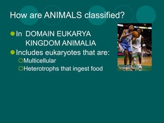 How are ANIMALS classified?

In DOMAIN EUKARYA
    KINGDOM ANIMALIA
Includes eukaryotes that are:
  Multicellular
  Heterotrophs that ingest food
 