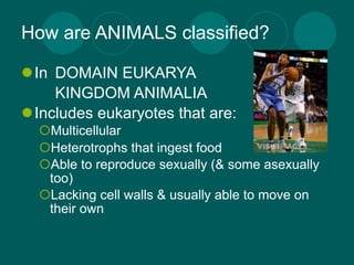How are ANIMALS classified?

In DOMAIN EUKARYA
    KINGDOM ANIMALIA
Includes eukaryotes that are:
  Multicellular
  Heterotrophs that ingest food
  Able to reproduce sexually (& some asexually
   too)
  Lacking cell walls & usually able to move on
   their own
 