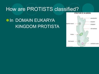 How are PROTISTS classified?

In DOMAIN EUKARYA
    KINGDOM PROTISTA
 