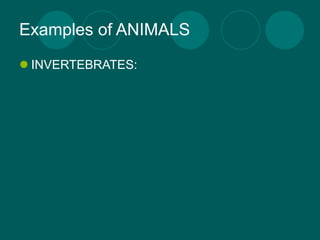 Examples of ANIMALS
 INVERTEBRATES:
 