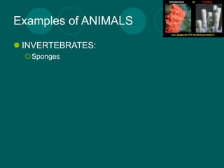 Examples of ANIMALS
 INVERTEBRATES:
  Sponges
 
