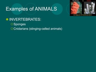 Examples of ANIMALS
 INVERTEBRATES:
  Sponges
  Cnidarians (stinging-celled animals)
 