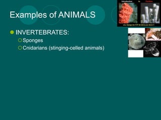 Examples of ANIMALS
 INVERTEBRATES:
  Sponges
  Cnidarians (stinging-celled animals)
 