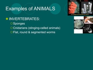 Examples of ANIMALS
 INVERTEBRATES:
  Sponges
  Cnidarians (stinging-celled animals)
  Flat, round & segmented worms
 