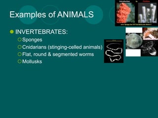 Examples of ANIMALS
 INVERTEBRATES:
  Sponges
  Cnidarians (stinging-celled animals)
  Flat, round & segmented worms
  Mollusks
 