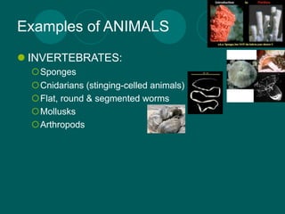 Examples of ANIMALS
 INVERTEBRATES:
  Sponges
  Cnidarians (stinging-celled animals)
  Flat, round & segmented worms
  Mollusks
  Arthropods
 