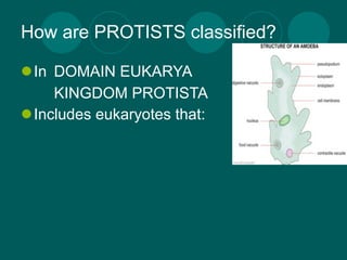 How are PROTISTS classified?

In DOMAIN EUKARYA
    KINGDOM PROTISTA
Includes eukaryotes that:
 