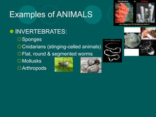 Examples of ANIMALS
 INVERTEBRATES:
  Sponges
  Cnidarians (stinging-celled animals)
  Flat, round & segmented worms
  Mollusks
  Arthropods
 