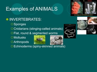 Examples of ANIMALS
 INVERTEBRATES:
  Sponges
  Cnidarians (stinging-celled animals)
  Flat, round & segmented worms
  Mollusks
  Arthropods
  Echinoderms (spiny-skinned animals)
 