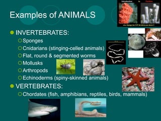 Examples of ANIMALS
 INVERTEBRATES:
  Sponges
  Cnidarians (stinging-celled animals)
  Flat, round & segmented worms
  Mollusks
  Arthropods
  Echinoderms (spiny-skinned animals)
 VERTEBRATES:
  Chordates (fish, amphibians, reptiles, birds, mammals)
 