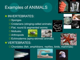 Examples of ANIMALS
 INVERTEBRATES:
  Sponges
  Cnidarians (stinging-celled animals)
  Flat, round & segmented worms
  Mollusks
  Arthropods
  Echinoderms (spiny-skinned animals)
 VERTEBRATES:
  Chordates (fish, amphibians, reptiles, birds, mammals)
 