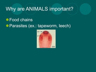 Why are ANIMALS important?

Food chains
Parasites (ex.: tapeworm, leech)
 