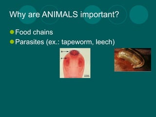 Why are ANIMALS important?

Food chains
Parasites (ex.: tapeworm, leech)
 
