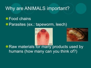 Why are ANIMALS important?

Food chains
Parasites (ex.: tapeworm, leech)




Raw materials for many products used by
 humans (how many can you think of?)
 