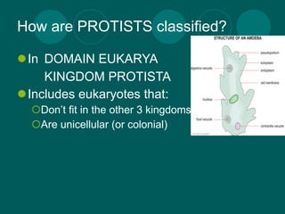 How are PROTISTS classified?

In DOMAIN EUKARYA
    KINGDOM PROTISTA
Includes eukaryotes that:
  Don’t fit in the other 3 kingdoms
  Are unicellular (or colonial)
 