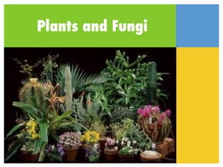 Plants and Fungi
 