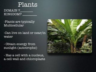 Plants
DOMAIN ?________
KINGDOM? _________

-Plants are typically
Multicellular

-Can live on land or near/in
water

- Obtain energy from
sunlight (autotrophs)

- Has a cell with a nucleus,
a cell wall and chloroplasts
 