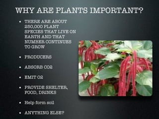 WHY ARE PLANTS IMPORTANT?
• THERE ARE ABOUT
  250,000 PLANT
  SPECIES THAT LIVE ON
  EARTH AND THAT
  NUMBER CONTINUES
  TO GROW

• PRODUCERS
• ABSORB CO2
• EMIT O2
• PROVIDE SHELTER,
  FOOD, DRINKS

• Help form soil
• ANYTHING ELSE?
 