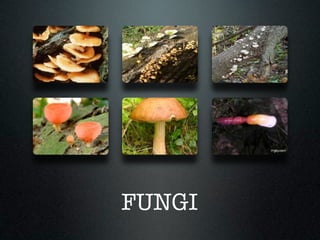 FUNGI
 