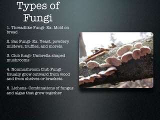 Types of
      Fungi
1. Threadlike Fungi- Ex. Mold on
bread

2. Sac Fungi- Ex. Yeast, powdery
mildews, trufﬂes, and morels.

3. Club fungi- Umbrella shaped
mushrooms

4. Nonmushroom Club Fungi-
Usually grow outward from wood
and from shelves or brackets.

5. Lichens- Combinations of fungus
and algae that grow together
 