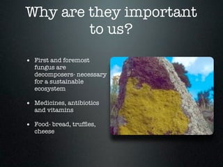 Why are they important
        to us?
• First and foremost
  fungus are
  decomposers- necessary
  for a sustainable
  ecosystem

• Medicines, antibiotics
  and vitamins

• Food- bread, trufﬂes,
  cheese
 