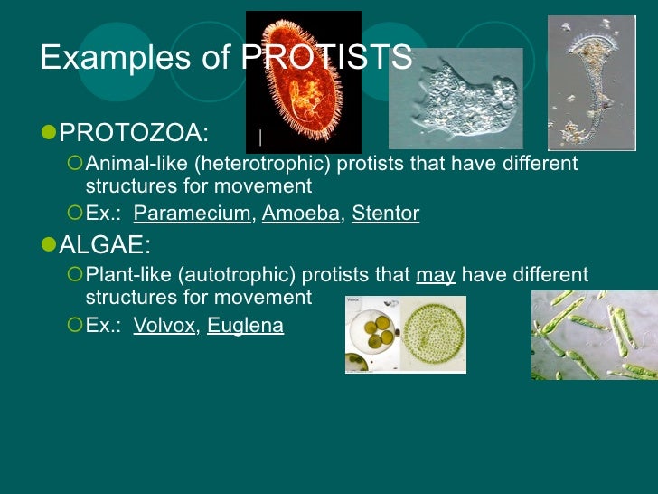 examples of protists