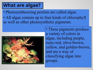 Protista and Fungi ppt ppt ppt ppt .ppt.pptx