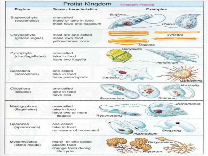 Protists mirip tumbuhan