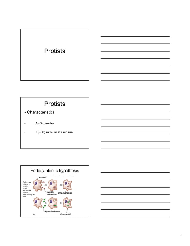 Protists+Part+1 | PPT