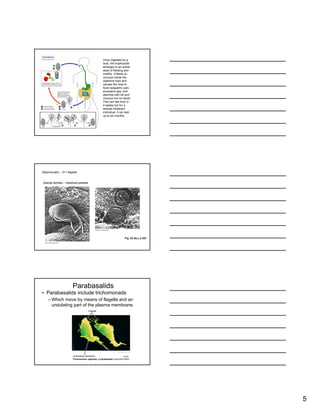 Protists+Part+1 | PPT