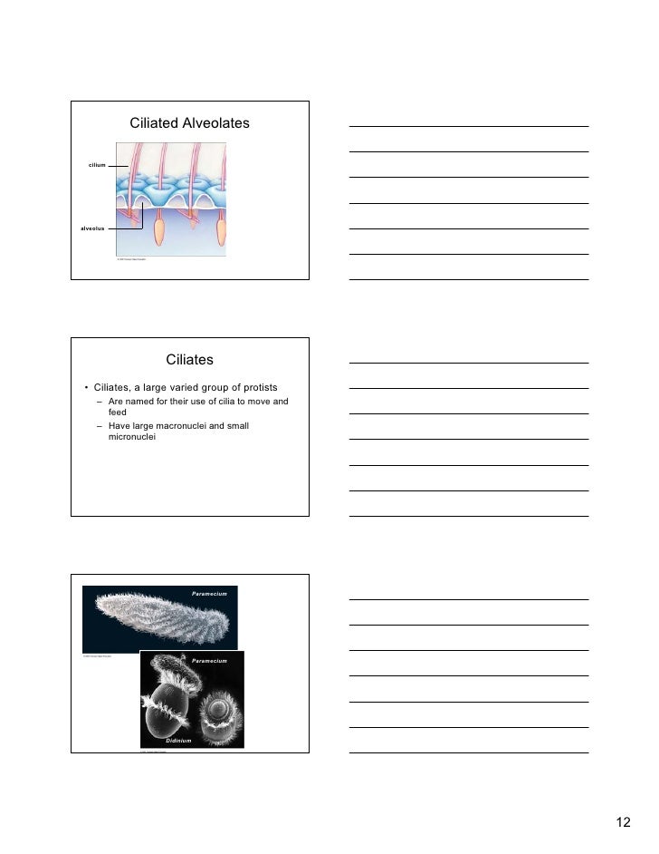 Protists Part 1