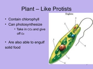 protists microorganisms' presentation ppt | PPT