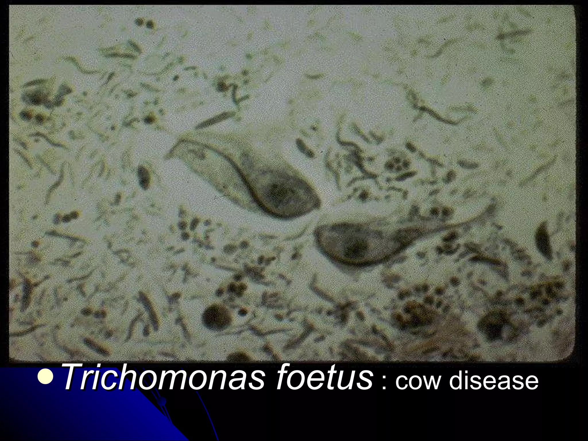 Trichomonas foetus  : cow disease 