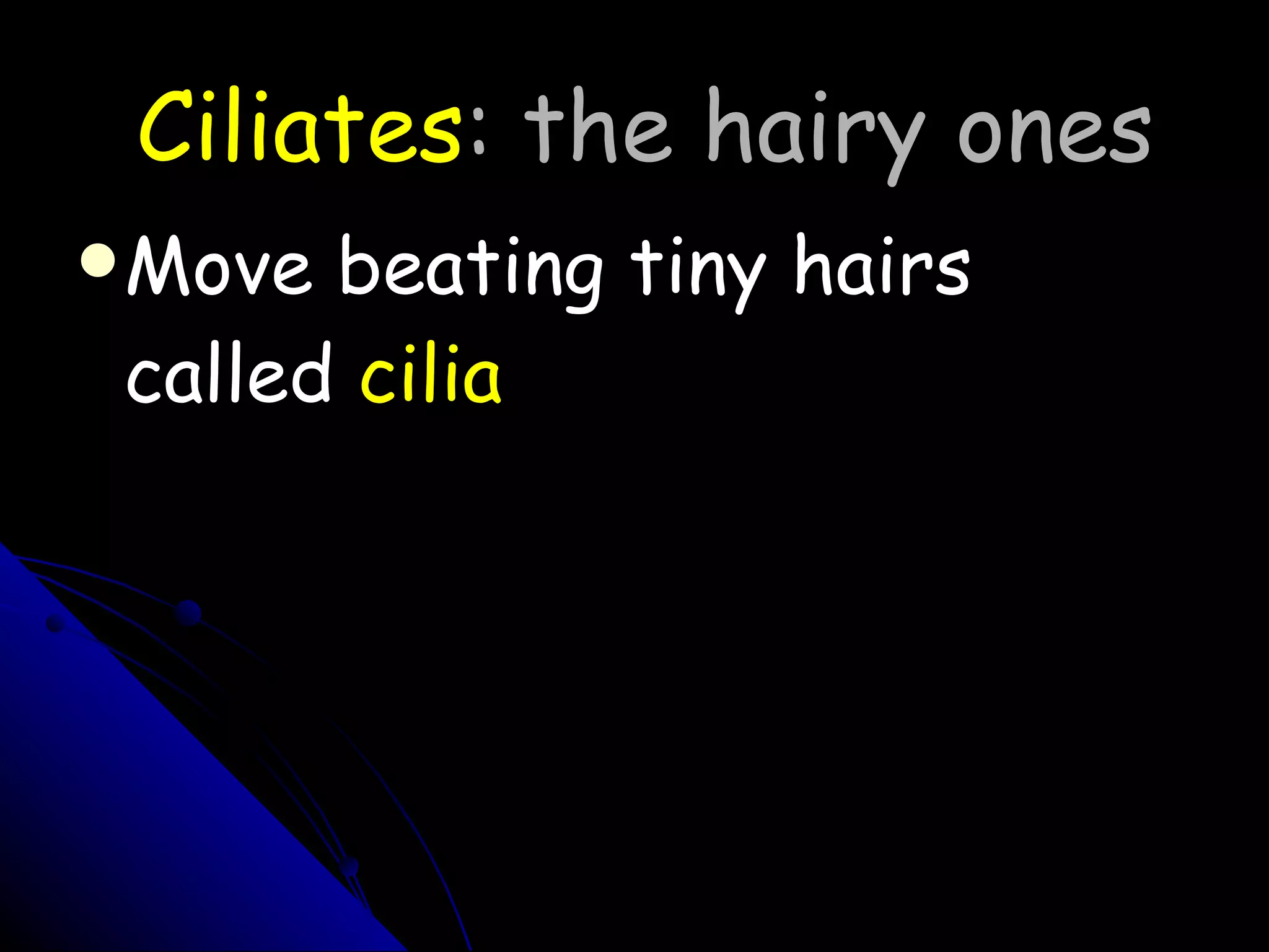 Ciliates : the hairy ones Move beating tiny hairs called  cilia 