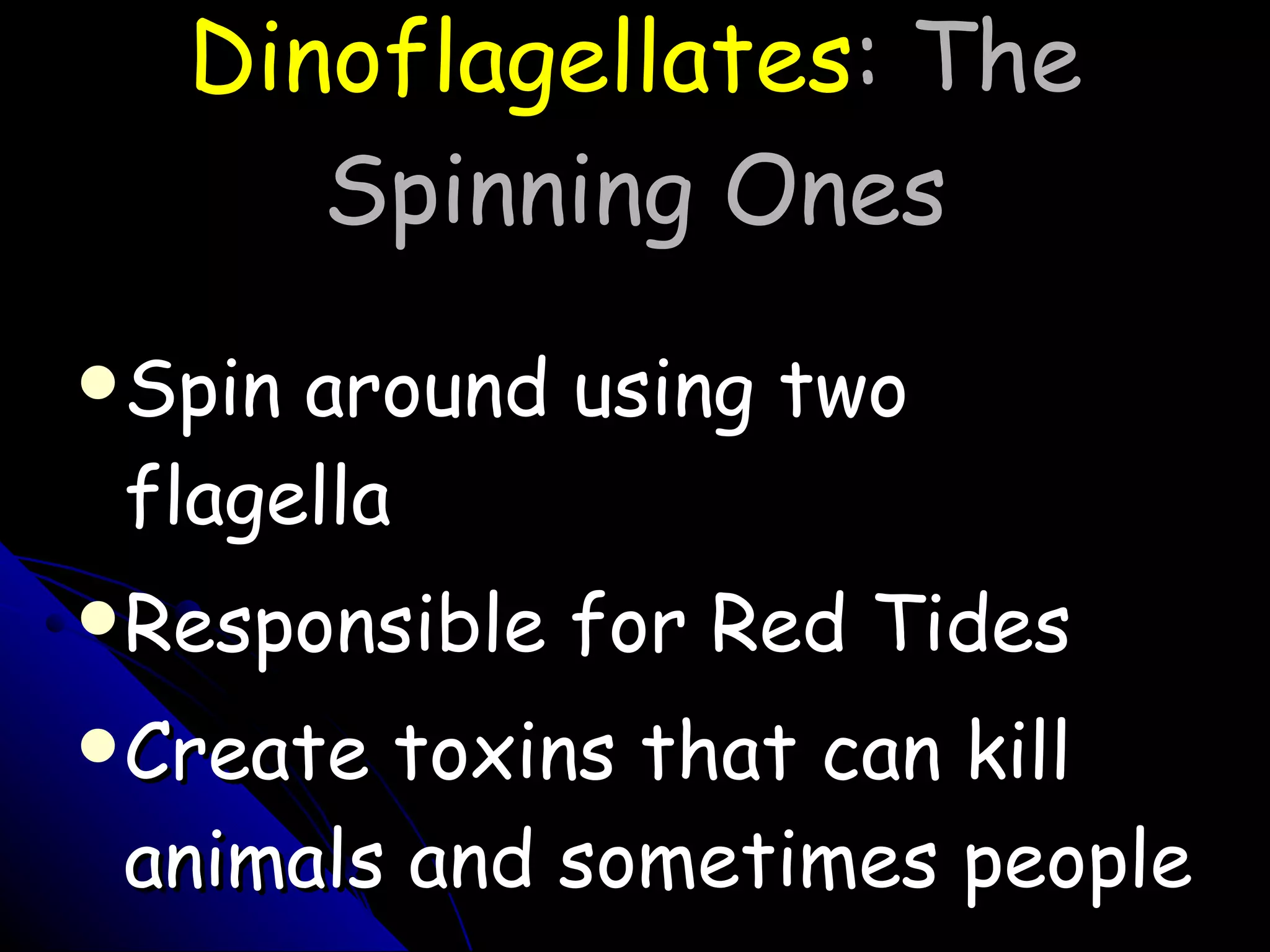 Dinoflagellates : The Spinning Ones Spin around using two flagella Responsible for Red Tides Create toxins that can kill animals and sometimes people 