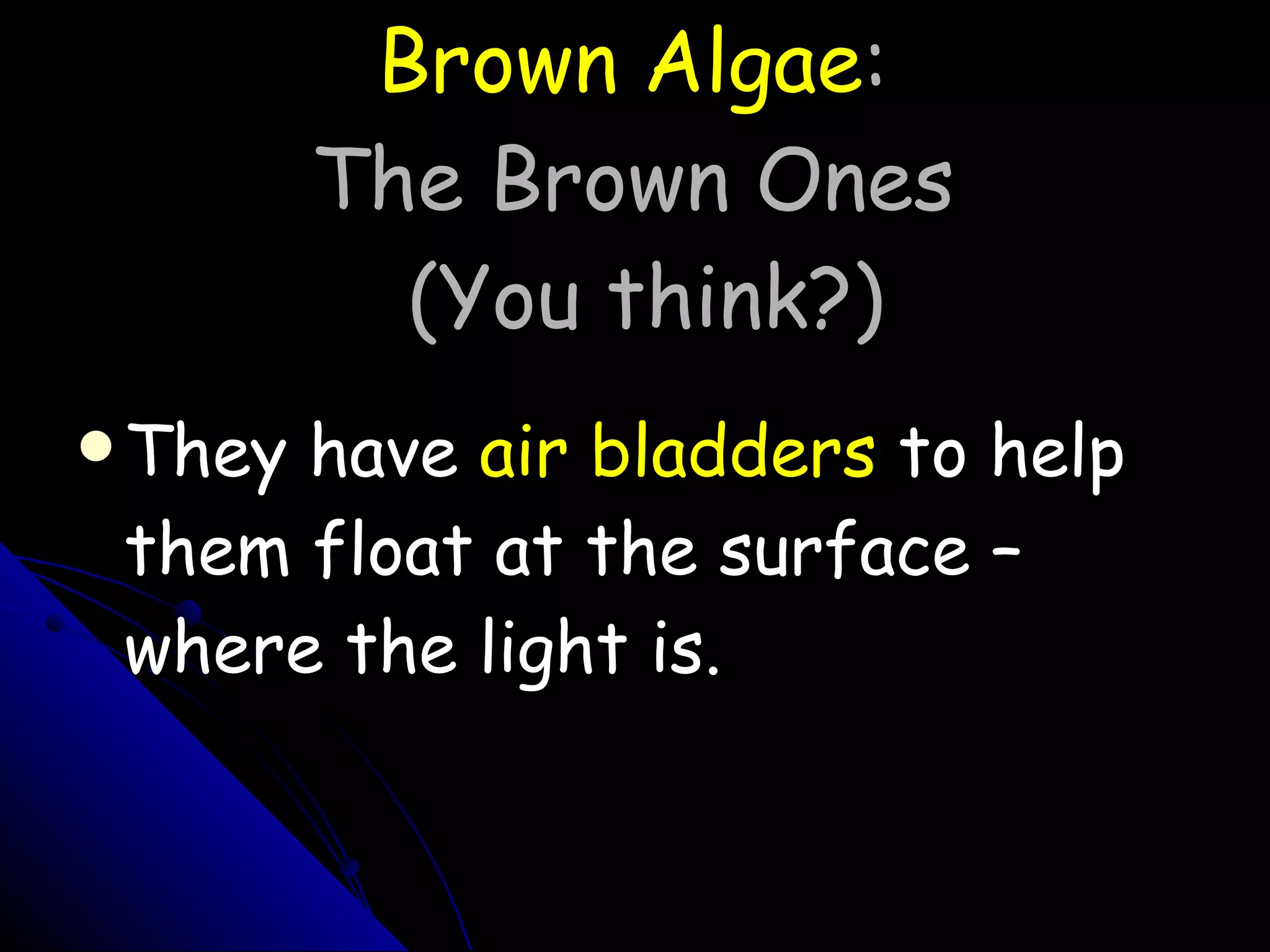 Brown Algae :  The Brown Ones  (You think?) They have  air bladders  to help them float at the surface – where the light is. 