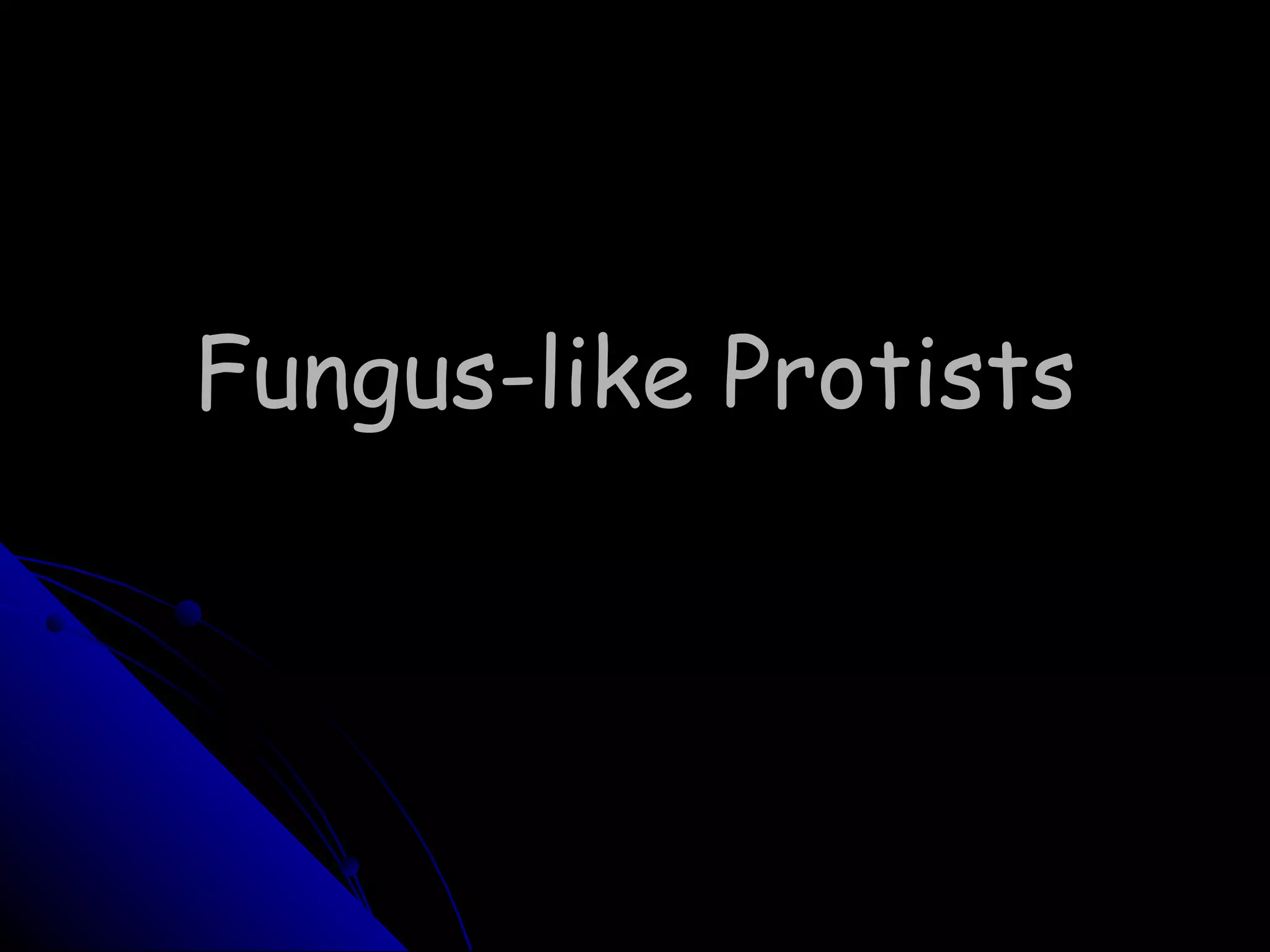 Fungus-like Protists 