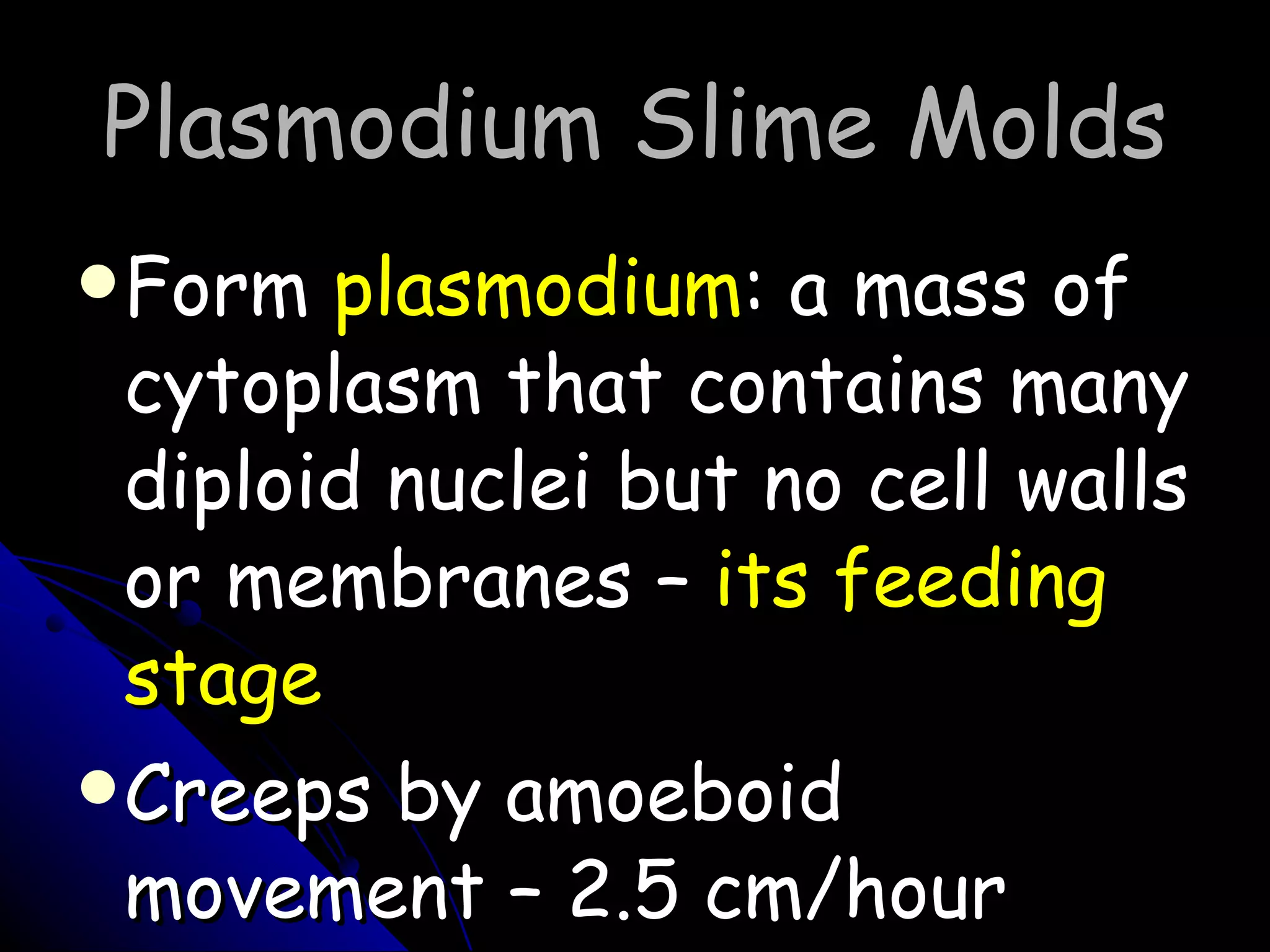 Plasmodium Slime Molds Form  plasmodium : a mass of cytoplasm that contains many diploid nuclei but no cell walls or membranes –  its feeding stage Creeps by amoeboid movement – 2.5 cm/hour 