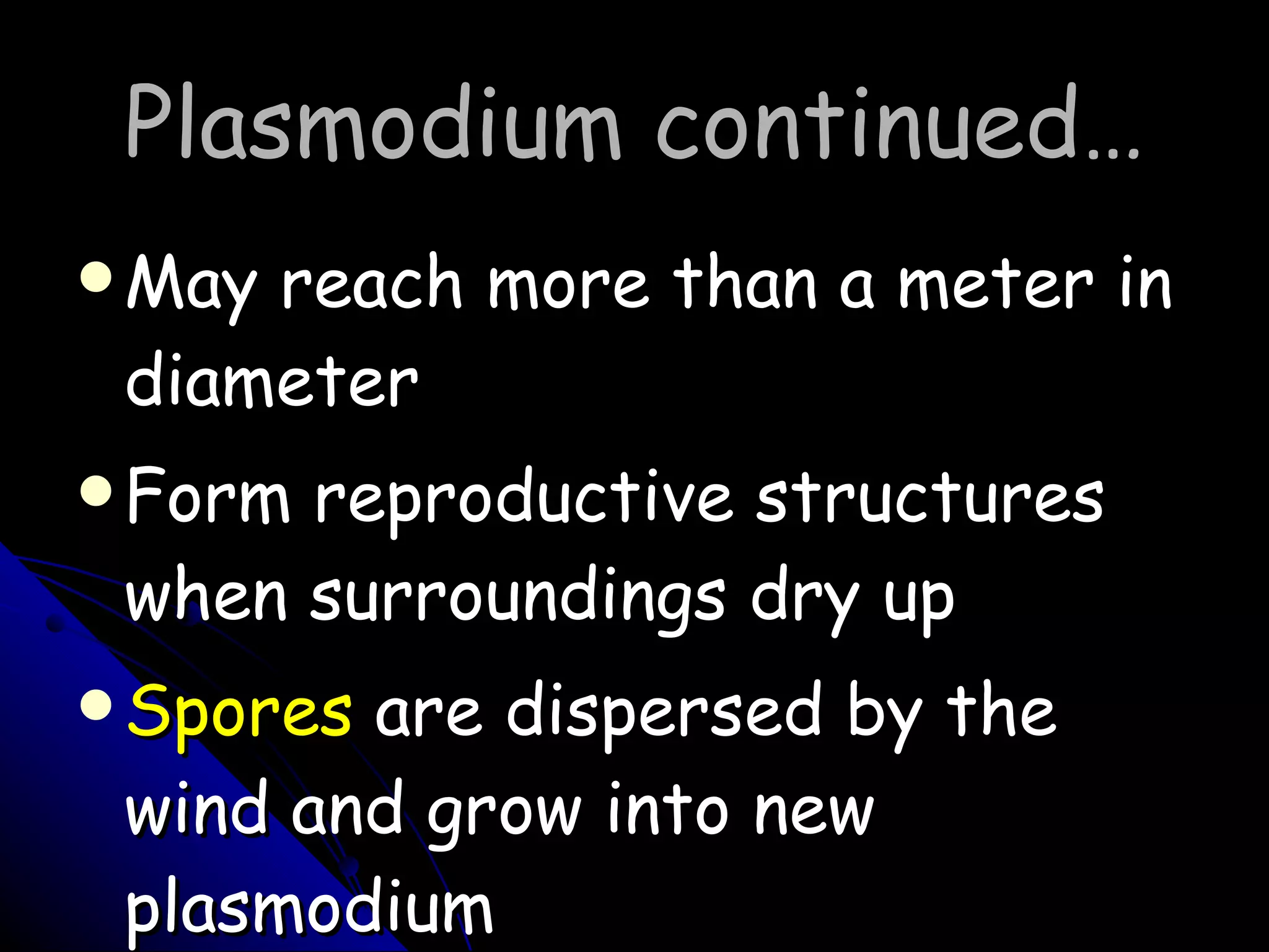 Plasmodium continued… May reach more than a meter in diameter Form reproductive structures when surroundings dry up Spores  are dispersed by the wind and grow into new plasmodium 