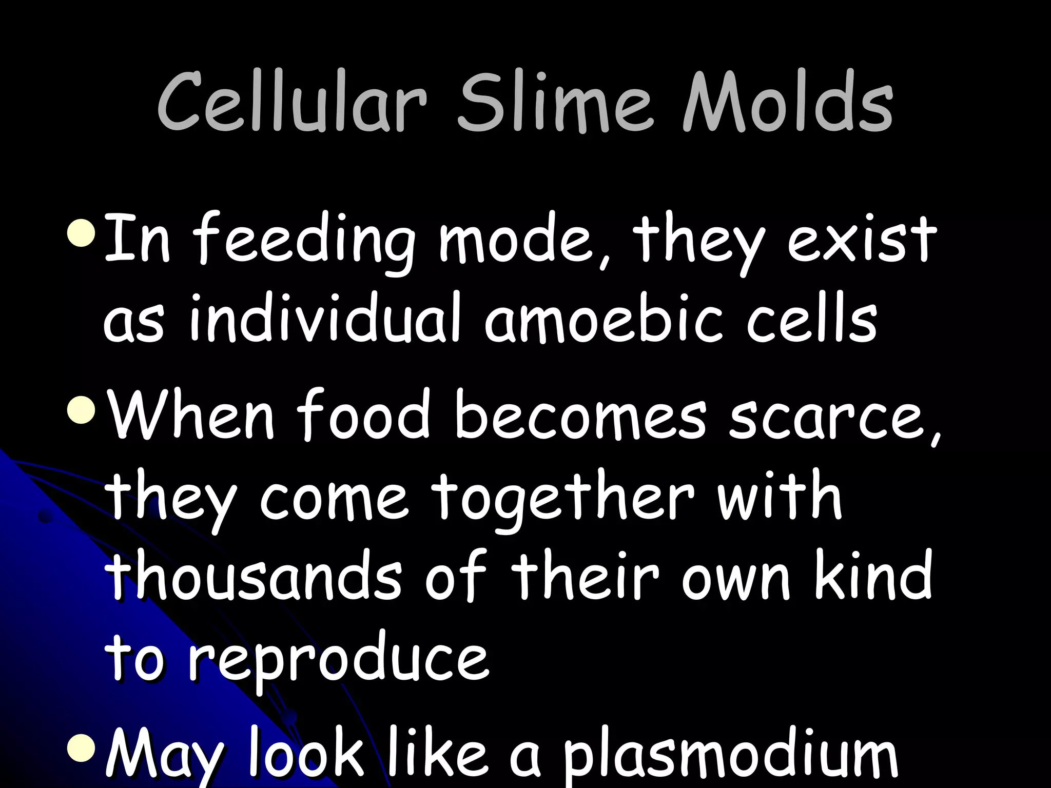 Cellular Slime Molds In feeding mode, they exist as individual amoebic cells When food becomes scarce, they come together with thousands of their own kind to reproduce May look like a plasmodium 