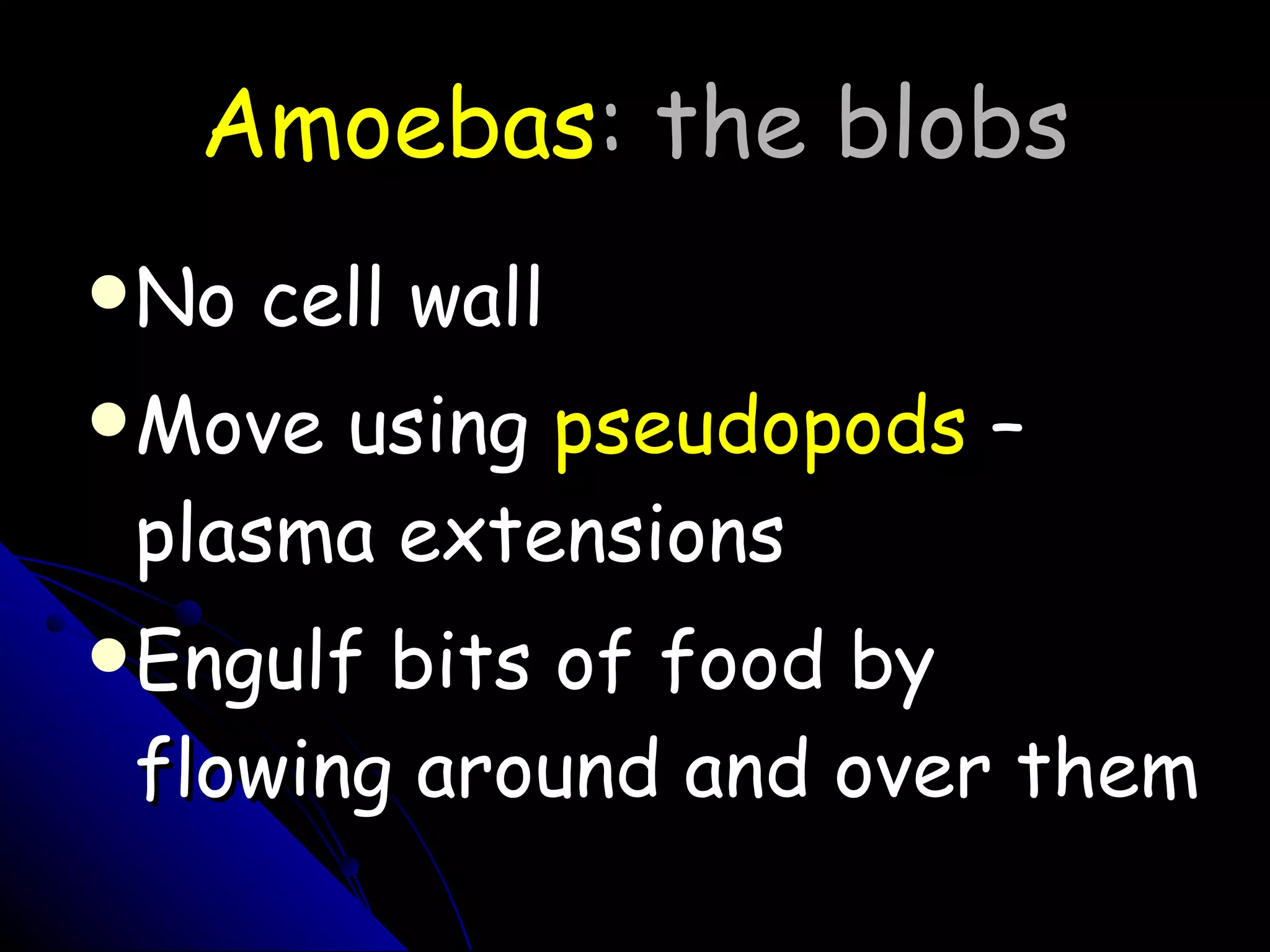 Amoebas : the blobs No cell wall Move using  pseudopods  – plasma extensions Engulf bits of food by flowing around and over them 