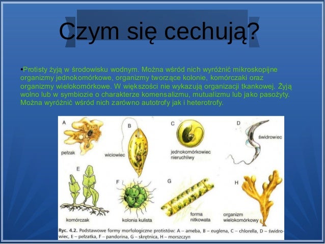Wszystkie Protisty Są Pasożytami Zwierząt I Człowieka